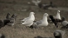 Pigeons