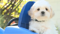 Puppies,Puppies And Puppies