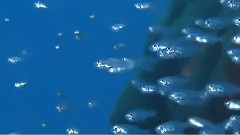 Underwater Photography