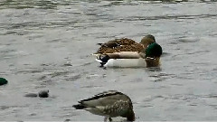 Canards Colverts De L Aude