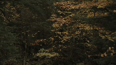 情迷英格兰