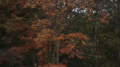 情迷英格兰