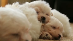 Pile of Sleeping Maltese Puppies