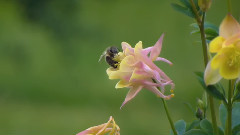 Aquilegia