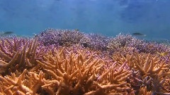 Into The Sea