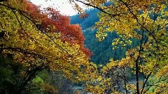 深秋九寨沟