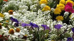 Centro De Flores En