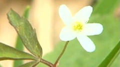 清晨