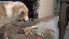 Murkin And Shasta
