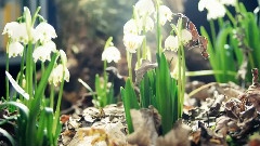 In Search Of Orchid