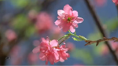 Edgar Hakobyan