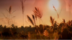 Autumn Dreams