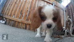 Camera Sniffs