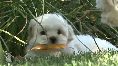 Shichon Puppy Gets Leaf Stuck To Face