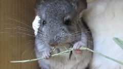 Timothy Hay