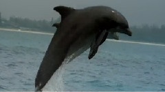 Dolphins