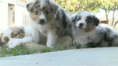 Australian Puppies VS Cowboy Hat