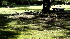 SONY RX1 Hama-rikyu Gardens