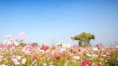 唯美秋韵