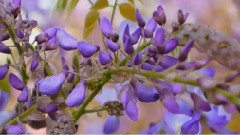 Wisteria Garden In Tamsui Taiwan 2014
