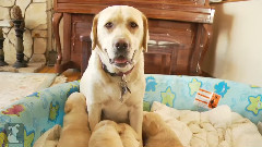 Yellow Labrador Puppy On His Back