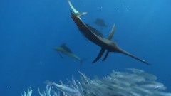Sailfish Attacking