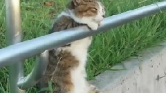 炎夏的懒猫