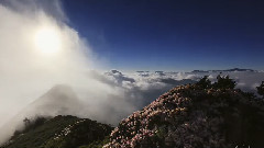 高山杜鹃云海星空