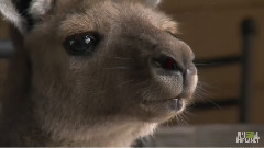 Mischievous Lemur Leads Pals Astray
