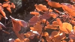 影视原声 - 电影< 苦难的心 >