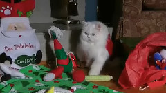 Коте празнува Коледа