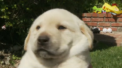 Bed Time For A Yawning Adorable Lab Puppy
