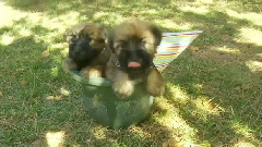 Cutest Wheaten Terrier Puppy Birthday Party Ever