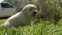Cutest Yellow Lab Puppies Nibble On Grass