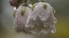 Spring Blossoms In Vancouver VI
