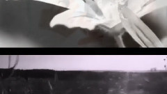黑天鹅