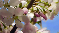 Beautiful Nature - Spring