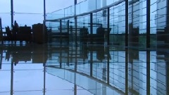 多彩的玉兰 东莞