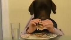 人模狗样