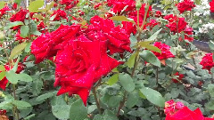 Red Roses By The River