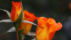 Windy Rose Garden