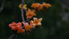 台北的木棉花