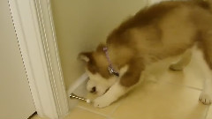 Siberian Husky Fights The Door Stopper,Which Strikes Back