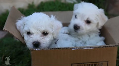 Bichon Frise Puppies In A Box