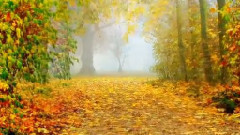 Autumn Leaves