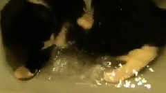 二货喵星人
