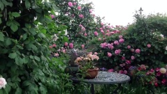 Shiuan's Rose Garden 花園日記