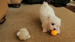 Maltese Puppies Play Ping Pong