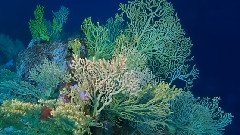 Below The Ocean