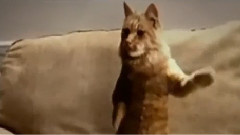 Dancing Cats